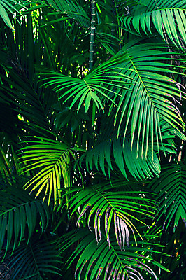 포토 JPG 해외이미지 나무 식물 디자인 여행 백그라운드 컨셉 잎 꽃무늬 패턴 일러스트 자연 벽지 추상 휴가 손바닥 미술 사람없음 장식 초록색 유행 정원 봄 수확 흰색 나뭇가지 직물 숲 인쇄 질감 하와이 코코넛 내추럴 고립 이국적 파라다이스 해외202004 해외포토 손 계절 꽃 컬러 무늬 농업 과일 문화예술 미국 생태계 파일형식 이미지허브