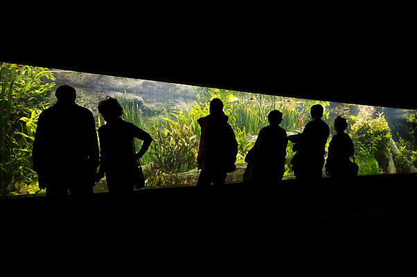 포토 JPG 해외이미지 식물 동물 커플 실루엣 바다 여행 휴가 어류 사람 성인 사람없음 물 사진촬영 수중 추위 탐험 그룹 수족관 발견 해외202004 해외포토 자연요소 관계 촬영기법 촬영 수중동물 파일형식 이미지허브