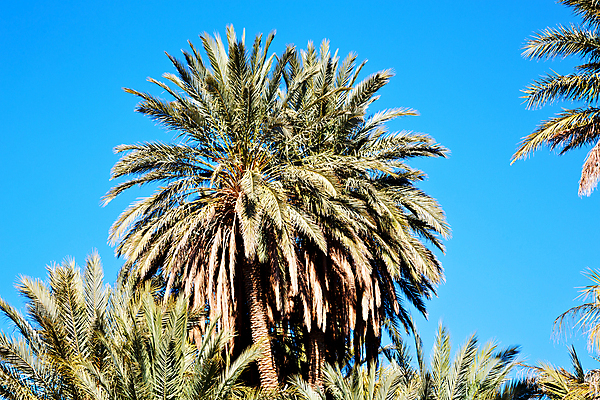 포토 JPG 해외이미지 나무 식물 길 지구 선 모래 여행 백그라운드 잎 패턴 밭 농업 과일 아프리카 자연 하늘 건조 손바닥 그림자 풍경 사람없음 야외 초록색 여름 파란색 농장 환경 정원 사막 흰색 나뭇가지 신선 뜨거움 날짜 중앙 땅 먼지 진흙 모로코 고립 생태학 오아시스 혼자 세련 해외202004 해외포토 손 계절 교육 나라 산업 컬러 무늬 생태계 파일형식 이미지허브