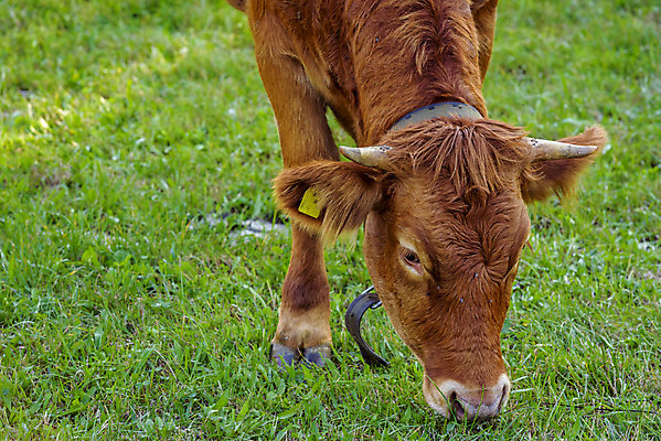 포토 JPG 해외이미지 동물 계절 유럽 농업 포유류 뿔 독일 사람없음 초록색 여름 농장 농경지 갈색 맑음 가축 봄 목장 시골 소 닫기 방목 송아지 기르기 찰과상 해외202004 해외포토 나라 산업 새끼 컬러 모션 날씨 축산업 상처 돌봄 파일형식 이미지허브