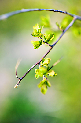 포토 JPG 해외이미지 나무 식물 계절 백그라운드 잎 자연 하늘 새로움 사람없음 야외 아웃포커스 초록색 컬러풀 갈색 환경 정원 봄 성장 흰색 나뭇가지 신선 닫기 소프트포커스 숲 버드나무 부드러움 나무껍질 옛날 해외202004 해외포토 컬러 컨셉 모션 촬영기법 껍질 감각 생태계 파일형식 이미지허브