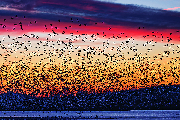 포토 JPG 해외이미지 구름 실루엣 호수 야생동물 백그라운드 이동 겨울 오렌지 자연 조류 하늘 아침 산 풍경 사람없음 야외 물 햇빛 노란색 일출 검은색 황혼 일몰 새벽 추위 그룹 군중 사냥 거위 물새 철새 2월 해외202004 해외포토 주간 자연요소 동물 계절 컬러 컨셉 과일 촬영기법 사람 태양 노을 날짜 생태계 파일형식 이미지허브