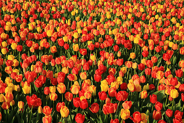 포토 JPG 해외이미지 식물 계절 꽃잎 꽃 백그라운드 잎 패턴 밭 농업 자연 벽지 사람없음 야외 빨간색 초록색 컬러풀 정원 봄 활발 튤립 성장 벚꽃 시골 침대 신선 개화 그룹 네덜란드 원예 질감 장면 블러 많음 세련 해외202004 해외포토 유럽 산업 컬러 가구 컨셉 무늬 취미 생태계 파일형식 이미지허브