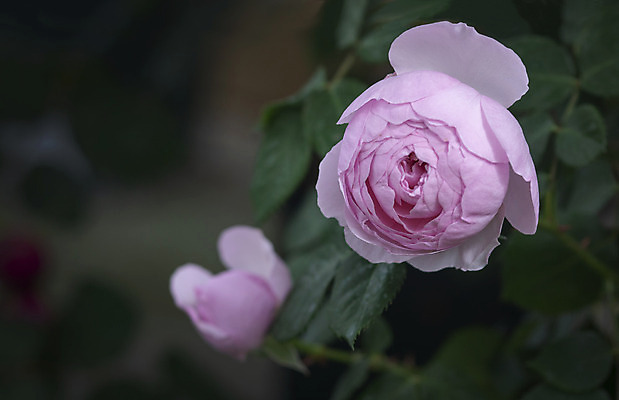 포토 JPG 해외이미지 식물 계절 꽃잎 꽃 분홍색 잎 꽃무늬 자연 사람없음 야외 초록색 여름 컬러풀 장미 환경 정원 봄 성장 벚꽃 신선 개화 닫기 묘사 원예 향기 내추럴 더블 해외202004 해외포토 컬러 무늬 모션 취미 생태계 냄새 파일형식 이미지허브