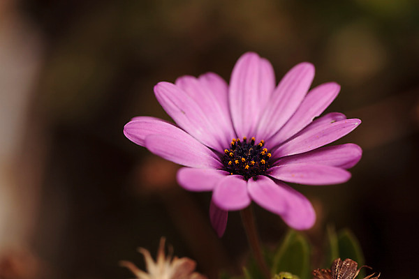 포토 JPG 해외이미지 식물 계절 꽃 행복 분홍색 백그라운드 꽃무늬 자연 사람없음 초록색 빛 컬러풀 보라색 검은색 봄 기쁨 벚꽃 신선 자주색 망토 묘사 질감 데이지 해외202004 해외포토 감정 컬러 무늬 생태계 파일형식 이미지허브