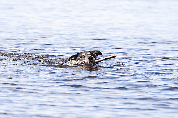 포토 JPG 해외이미지 동물 호수 자연 놀이 수영장 스웨덴 사람없음 물 반려동물 장난감 수영 목욕 기쁨 젖음 물방울 신선 개 씻기 상쾌 잡종 해외202004 해외포토 자연요소 감정 포유류 북유럽 청결 수상스포츠 생태계 파일형식 이미지허브