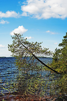 포토 JPG 해외이미지 나무 구름 지구 호수 파도 잎 자연 하늘 날씨 휴식 건조 그림자 풍경 사람없음 목재 세로 초록색 여름 파란색 강 태양 반사 갈색 침묵 회색 소나무 숲 허브 순수 즐거움 북쪽 생태학 해외202004 해외포토 자연요소 식물 계절 교육 감정 바다 컬러 컨셉 재료 소리 방향 생태계 파일형식 이미지허브