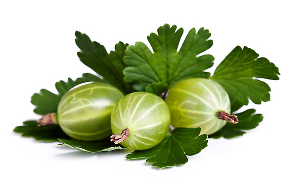 포토 JPG 해외이미지 열매 음식 백그라운드 잎 다이어트 과일 재료 자연 디저트 건강 사람없음 초록색 여름 흰색 신선 그룹 달콤 유기농 날것 내추럴 고립 구스베리 숙성 채식주의자 해외202004 해외포토 식물 웰빙 계절 컬러 맛 생태계 채식 파일형식 이미지허브