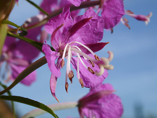 포토 JPG 해외이미지 식물 밭 자연 친절 사람없음 목재 세계 정원 행성 채소밭 꽃수술 막자 해외202004 해외포토 나무 농업 재료 우주 생태계 파일형식 이미지허브