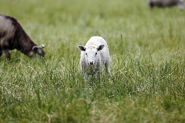 포토 JPG 해외이미지 동물 얼굴 음식 밭 농업 포유류 자연 새로움 털 서기 풍경 사람없음 초록색 농장 가축 봄 목장 아기 신생아 양 소 방목 땅 양고기 내추럴 양모 천진난만 해외202004 해외포토 계절 산업 컬러 컨셉 모션 육류 사람 신체부위 직물 축산업 생태계 파일형식 이미지허브
