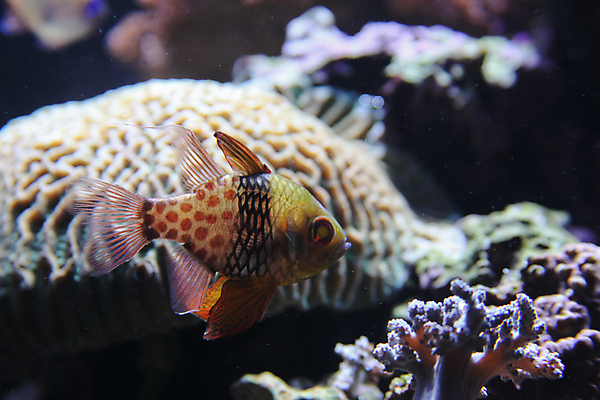 포토 JPG 해외이미지 어류 사람없음 수중 닫기 수족관 해외202004 해외포토 모션 수중동물 파일형식 이미지허브