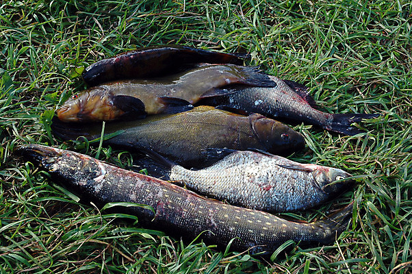 포토 JPG 해외이미지 스포츠 낚시 휴식 어류 앉기 사람없음 여름 강 식사 네트워크 열정 추출 해외202004 해외포토 계절 감정 컨셉 모션 레저 수중동물 파일형식 이미지허브