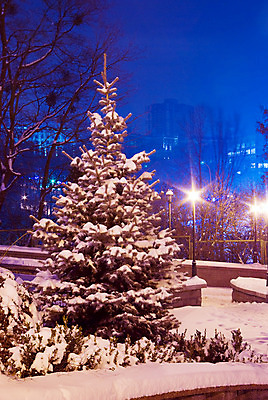 포토 JPG 해외이미지 나무 식물 디자인 계절 공원 실루엣 크리스마스 겨울 자연 하늘 휴가 전등 조명 사람없음 냉동 침묵 황혼 장비 추위 나뭇가지 소나무 야간 싱글 서리 상록수 침엽수 마법 스포트라이트 빛망울 벌거벗은 가문비나무 해외202004 해외포토 자연요소 공공시설 기념일 촬영기법 빛 소리 일몰 생태계 파일형식 이미지허브