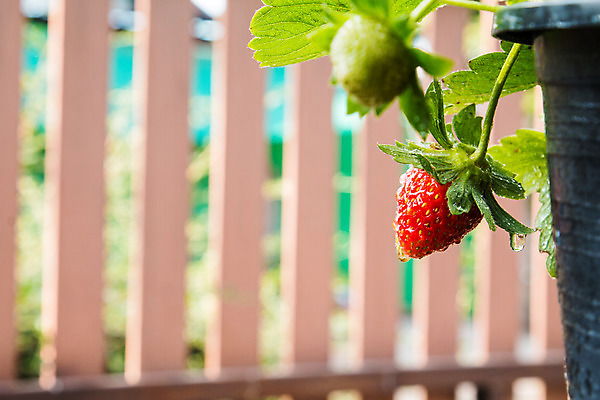 포토 JPG 해외이미지 나무 식물 음식 백그라운드 잎 농업 채소 과일 자연 딸기 디저트 건강 사람없음 야외 목재 빨간색 초록색 농장 정원 수확 신선 달콤 맛 아침식사 먹기 오브젝트 유기농 내추럴 바이탈 숙성 식욕 디테일 해외202004 해외포토 웰빙 산업 컬러 컨셉 재료 모션 식사 생태계 파일형식 이미지허브