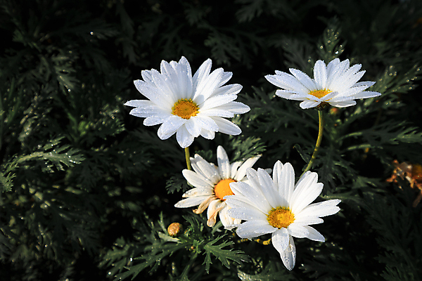 포토 JPG 해외이미지 식물 공원 꽃잎 꽃 잎 꽃무늬 자연 사람없음 장식 초록색 물 햇빛 노란색 정원 어둠 젖음 벚꽃 흰색 신선 떨어짐 이슬 데이지 꽃가루 분무기 해외202004 해외포토 자연요소 공공시설 컬러 컨셉 무늬 태양 가루 생태계 파일형식 이미지허브