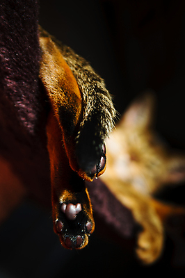 포토 JPG 해외이미지 동물 응시 남자 얼굴 포즈 백그라운드 오렌지 장난 자연 수염 털 앉기 사람없음 빨간색 반려동물 갈색 고양이 흰색 표현 작음 호기심 귀 육식동물 주목 집게발 해외202004 해외포토 시선 감정 컬러 컨셉 과일 포유류 모션 사람 신체부위 크기 생태계 파일형식 이미지허브