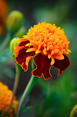 포토 JPG 해외이미지 식물 계절 꽃 백그라운드 꽃무늬 밭 오렌지 자연 사람없음 장식 빨간색 초록색 여름 컬러풀 노란색 새싹 환경 정원 봄 활발 성장 벚꽃 가을 물방울 축하 신선 원형 신용카드 개화 닫기 소프트포커스 묘사 원예 보케 내추럴 블러 영원 해외202004 해외포토 도형 컬러 컨셉 무늬 농업 과일 모션 촬영기법 취미 금융 생태계 파일형식 이미지허브