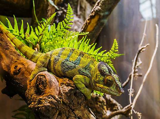 포토 JPG 해외이미지 동물 파충류 동물원 사람없음 초록색 파란색 반려동물 컬러풀 검은색 활발 흰색 변화 무역 도마뱀 표범 강렬 마다가스카르 이국적 인기 카멜레온 해외202004 해외포토 산업 컬러 컨셉 포유류 파일형식 이미지허브