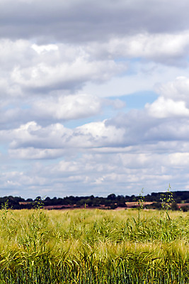 포토 JPG 해외이미지 구름 영어 밭 하늘 영국 풍경 사람없음 파란색 시골 농부 밀 언덕 해외202004 해외포토 자연요소 직업 문자 유럽 컬러 농업 곡류 파일형식 이미지허브