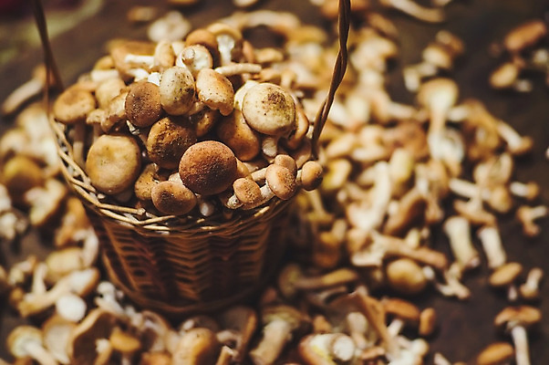 포토 JPG 해외이미지 계절 음식 백그라운드 다이어트 채소 오렌지 재료 자연 탁자 주택 건강 요리 사람없음 야외 목재 여름 노란색 바구니 주방 버섯 수확 성장 가을 시골 신선 그룹 숲 묘사 유기농 날것 내추럴 곰팡이 그물버섯 숙성 식용 채식주의자 비건 해외202004 해외포토 나무 웰빙 컬러 가구 농업 과일 건물 생태계 채식 파일형식 이미지허브