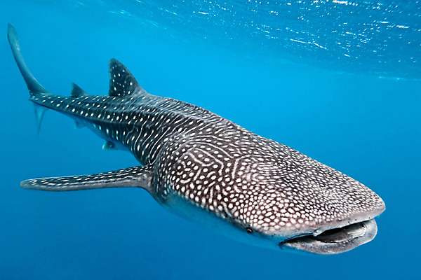 포토 JPG 해외이미지 동물 야생동물 바다 자연 어류 사람없음 물 파란색 고래 상어 몰디브 동물상 해외202004 해외포토 자연요소 아시아 컬러 포유류 조형물 수중동물 생태계 파일형식 이미지허브