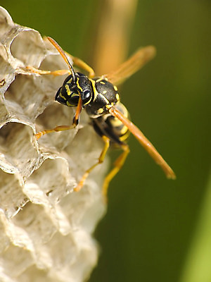 포토 JPG 해외이미지 동물 야생동물 곤충 자연 사람없음 고통 공격 도끼 찌르기 해외202004 해외포토 감정 모션 생태계 파일형식 이미지허브