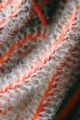 포토 JPG 해외이미지 바다 섬 사람없음 빨간색 물 바닷속 수중 흰색 부채 묘사 질감 캘리포니아 암초 채널 해외202004 해외포토 자연요소 컬러 미국 파일형식 이미지허브