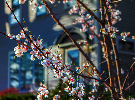 포토 JPG 해외이미지 꽃 도로 분홍색 거리 주택 사람없음 미국 봄 해외202004 해외포토 식물 계절 길 컬러 북아메리카 교통시설 건물 파일형식 이미지허브