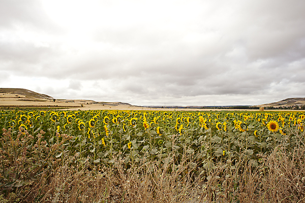 포토 JPG 해외이미지 꽃 밭 농업 휴가 해바라기 옥수수 풍경 사람없음 여름 농작물 흙 수확 시골 스페인 밭일 스페인어 해외202004 해외포토 식물 계절 유럽 산업 곡류 파일형식 이미지허브