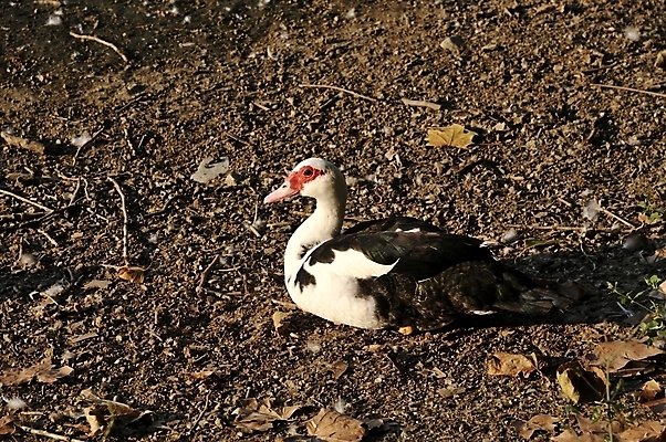 포토 JPG 해외이미지 동물 야생동물 자연 조류 오리 사람없음 반려동물 큼 물새 해외202004 해외포토 크기 생태계 파일형식 이미지허브