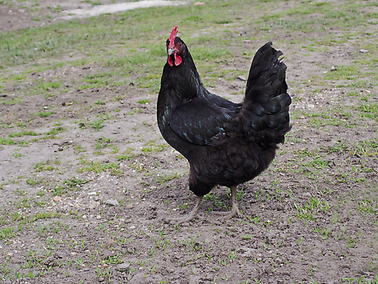 포토 JPG 해외이미지 동물 여자 백그라운드 농업 날개 자연 조류 건강 사람없음 빨간색 초록색 농장 머리 검은색 치킨 가축 시골 깃털 유기농 꼬리 부리 암탉 해외202004 해외포토 웰빙 산업 컬러 사람 신체부위 닭 암컷 생태계 닭고기요리 파일형식 이미지허브