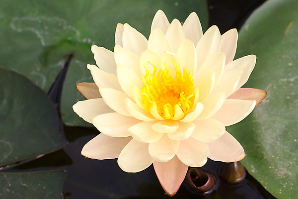 포토 JPG 해외이미지 식물 공원 꽃 아시아 호수 백그라운드 꽃무늬 자연 연꽃 사람없음 초록색 물 여름 노란색 고통 벚꽃 흰색 연못 개화 우아함 백합 해외202004 해외포토 자연요소 계절 공공시설 감정 나라 컬러 컨셉 무늬 생태계 파일형식 이미지허브