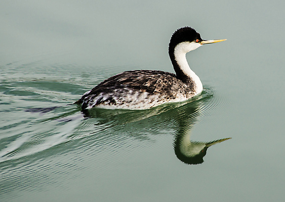 포토 JPG 해외이미지 야생동물 조류 오리 흑백 사람없음 물 침묵 사막 닫기 물새 특별함 해외202004 해외포토 자연요소 동물 컨셉 모션 촬영기법 소리 파일형식 이미지허브