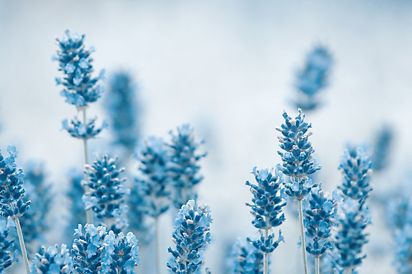 포토 JPG 해외이미지 식물 디자인 꽃 분홍색 꽃다발 백그라운드 컨셉 꽃무늬 밭 추상 건강 사람없음 치료 장식 여름 파란색 정원 보라색 거품 벚꽃 흰색 신선 다발 허브 제비꽃 유기농 향기 아로마 향 아로마테라피 테라피 라벤더 내추럴 스타일 카피스페이스 해외202004 해외포토 웰빙 계절 컬러 무늬 농업 의학 뷰티 공백 냄새 파일형식 이미지허브