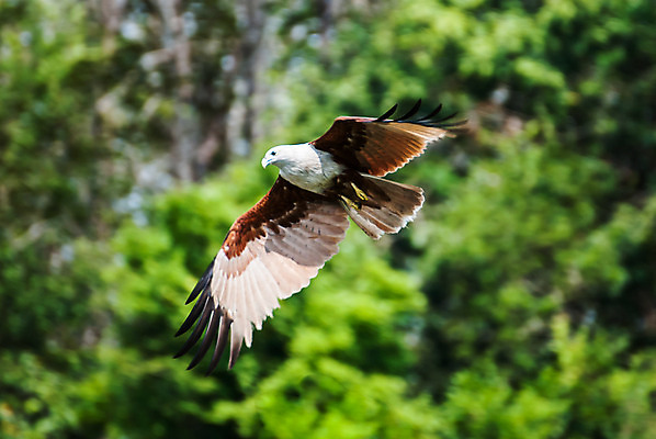 포토 JPG 해외이미지 동물 아시아 호수 야생동물 날개 청소년 자연 조류 낚시 어류 사람없음 초록색 물 여름 강 갈색 힘 자유 잡기 공격 먹기 연 속도 사냥 독수리 육식동물 사냥꾼 말레이시아 때리기 무료 민물 집게발 해외202004 해외포토 자연요소 직업 계절 나라 컬러 컨셉 모션 레저 사람 놀이용품 수중동물 생태계 파일형식 이미지허브