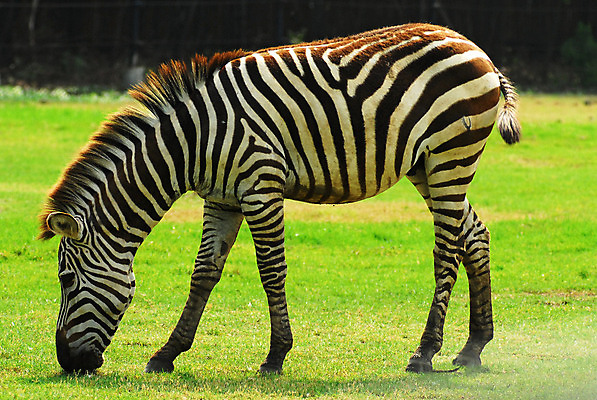 포토 JPG 해외이미지 동물 야생동물 밭 포유류 동물원 사람없음 초록색 머리 줄무늬 게임 오픈 먹기 꼬리 얼룩말 이국적 해외202004 해외포토 컬러 무늬 농업 모션 놀이 신체부위 말_동물 파일형식 이미지허브