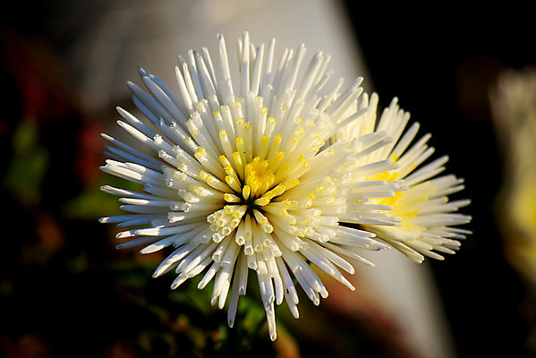 포토 JPG 해외이미지 공원 꽃 행복 분홍색 백그라운드 잎 자연 휴식 풍경 사람없음 빨간색 초록색 컬러풀 노란색 정원 보라색 봄 활발 벚꽃 신선 자주색 강렬 동물상 해외202004 해외포토 식물 계절 공공시설 감정 컬러 컨셉 조형물 생태계 파일형식 이미지허브