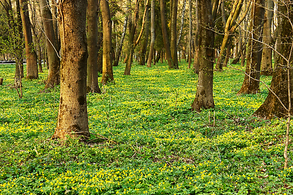 포토 JPG 해외이미지 나무 식물 계절 공원 꽃 줄기 잎 꽃무늬 자연 그림자 풍경 사람없음 야외 초록색 빛 햇빛 노란색 맑음 화목 침묵 봄 성장 나뭇가지 개화 4월 땅 아래 나무껍질 처음 해외202004 해외포토 공공시설 컬러 컨셉 무늬 날씨 태양 소리 껍질 날짜 방향 생태계 위치 파일형식 이미지허브
