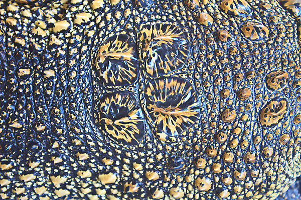 포토 JPG 해외이미지 동물 디자인 옷 백그라운드 패턴 가방 파충류 자연 표면 추상 프레임 미술 사람없음 갈색 유행 여행가방 검은색 어둠 핸드백 직물 뱀 고급 인쇄 가죽 피부 묘사 질감 눈금 육식동물 악어 내추럴 그런지 동물상 옛날 이국적 인공 스타일 해외202004 해외포토 잡화 컬러 컨셉 무늬 문화예술 신체부위 조형물 생태계 파일형식 이미지허브