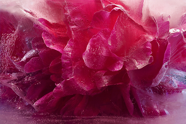 포토 JPG 해외이미지 식물 계절 꽃잎 꽃 분홍색 꽃다발 백그라운드 컨셉 잎 꽃무늬 자연 추상 사람없음 물 파란색 반사 냉동 얼음 거품 추위 벚꽃 흰색 신선 신용카드 투명 다발 순수 상쾌 서리 꽃수술 작약 카피스페이스 해외202004 해외포토 자연요소 감정 컬러 무늬 금융 공백 생태계 파일형식 이미지허브