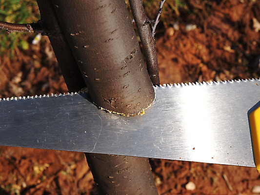 포토 JPG 해외이미지 나무 손 계절 포즈 자연 건조 사람없음 야외 환경 정원 봄 나뭇가지 업무 자르기 원예 손질 돌봄 옛날 원예사 해외202004 해외포토 식물 직업 모션 취미 신체부위 작업 생태계 파일형식 이미지허브