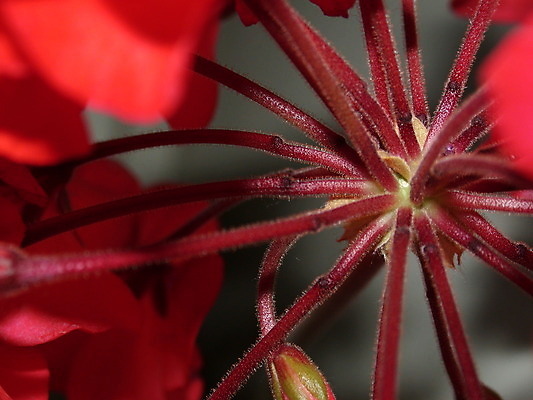 포토 JPG 해외이미지 식물 계절 꽃잎 꽃 백그라운드 잎 꽃무늬 자연 사람없음 빨간색 초록색 노란색 정원 봄 벚꽃 신선 개화 닫기 데이지 꽃가루 해외202004 해외포토 컬러 무늬 모션 가루 생태계 파일형식 이미지허브