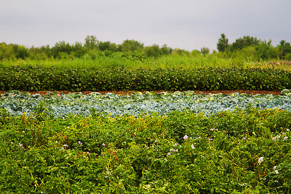 포토 JPG 해외이미지 식물 음식 잎 밭 농업 채소 사람없음 초록색 농작물 농장 정원 성장 원예 줄서기 세련 해외202004 해외포토 산업 컬러 모션 취미 파일형식 이미지허브