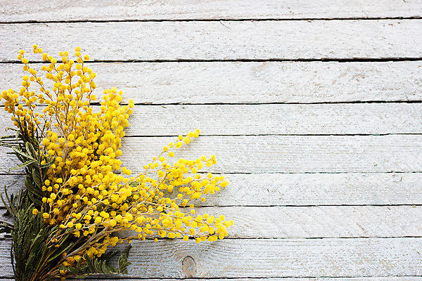 포토 JPG 해외이미지 식물 디자인 계절 여자 꽃 종이 꽃다발 백그라운드 꽃무늬 자연 휴가 부활절 기념 선물 사람없음 목재 장식 초록색 빛 노란색 우주 봄 벚꽃 흰색 나뭇가지 신선 다발 원예 냄새 솜털 내추럴 아카시아 해외202004 해외포토 나무 기념일 컬러 무늬 재료 사람 취미 생태계 파일형식 이미지허브