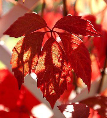 포토 JPG 해외이미지 식물 계절 벽 백그라운드 잎 패턴 자연 포도 기술 사람없음 야외 장식 빨간색 햇빛 정원 젖음 성장 가을 덩굴 포도나무 아이비 해외202004 해외포토 컬러 무늬 과일 태양 과일나무 생태계 파일형식 이미지허브