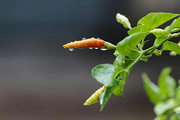 포토 JPG 해외이미지 나무 식물 음식 잎 농업 채소 오렌지 과일 재료 태국 자연 고추 건강 씨앗 사람없음 빨간색 초록색 물 농장 노란색 정원 맑음 수확 성장 물방울 신선 뜨거움 맛 떨어짐 허브 향신료 유기농 원예 매움 날것 후추 내추럴 밭일 살사댄스 오리지널 해외202004 해외포토 자연요소 웰빙 산업 아시아 컬러 컨셉 날씨 취미 춤 생태계 향미료 파일형식 이미지허브