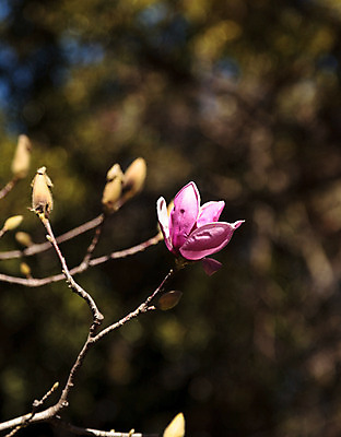 포토 JPG 해외이미지 나무 식물 꽃 사람없음 정원 벚꽃 목련 잡종 내추럴 해외202004 해외포토 파일형식 이미지허브