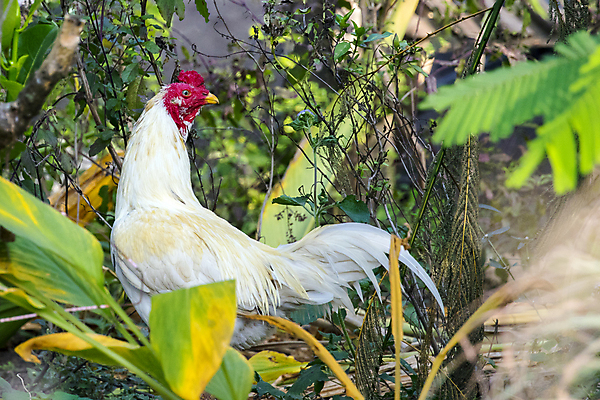 포토 JPG 해외이미지 동물 1 여자 음식 백그라운드 밭 농업 자연 조류 병아리 육류 사람없음 야외 빨간색 초록색 컬러풀 농장 쌓기 환경 치킨 가축 봄 흰색 시골 깃털 유기농 부리 수탉 내추럴 마스코트 무료 밭일 암탉 해외202004 해외포토 웰빙 계절 산업 컬러 식재료 모션 사람 닭 암컷 수컷 생태계 닭고기요리 파일형식 이미지허브