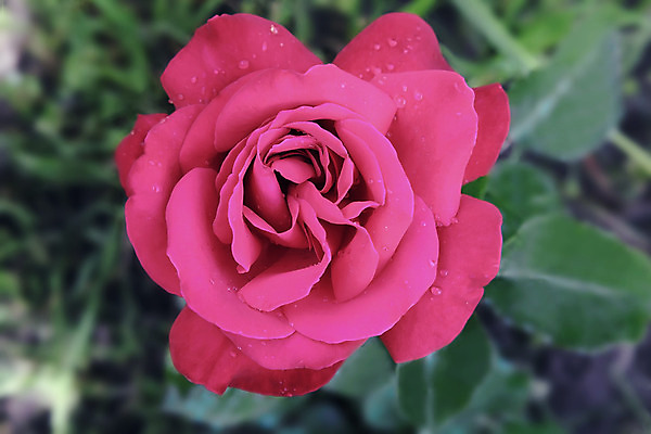 포토 JPG 해외이미지 식물 꽃잎 꽃 분홍색 백그라운드 자연 사람없음 장미 정원 신선 큼 원예 해외202004 해외포토 컬러 취미 크기 생태계 파일형식 이미지허브