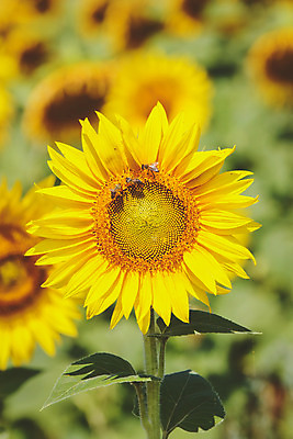 포토 JPG 해외이미지 식물 계절 꽃잎 꽃 곤충 밭 농업 자연 해바라기 풍경 사람없음 야외 초록색 여름 햇빛 농장 노란색 맑음 활발 성장 벚꽃 농촌 개화 벌 원예 화단 꽃가루 해외202004 해외포토 동물 산업 컬러 컨셉 날씨 취미 태양 시골 가루 생태계 파일형식 이미지허브
